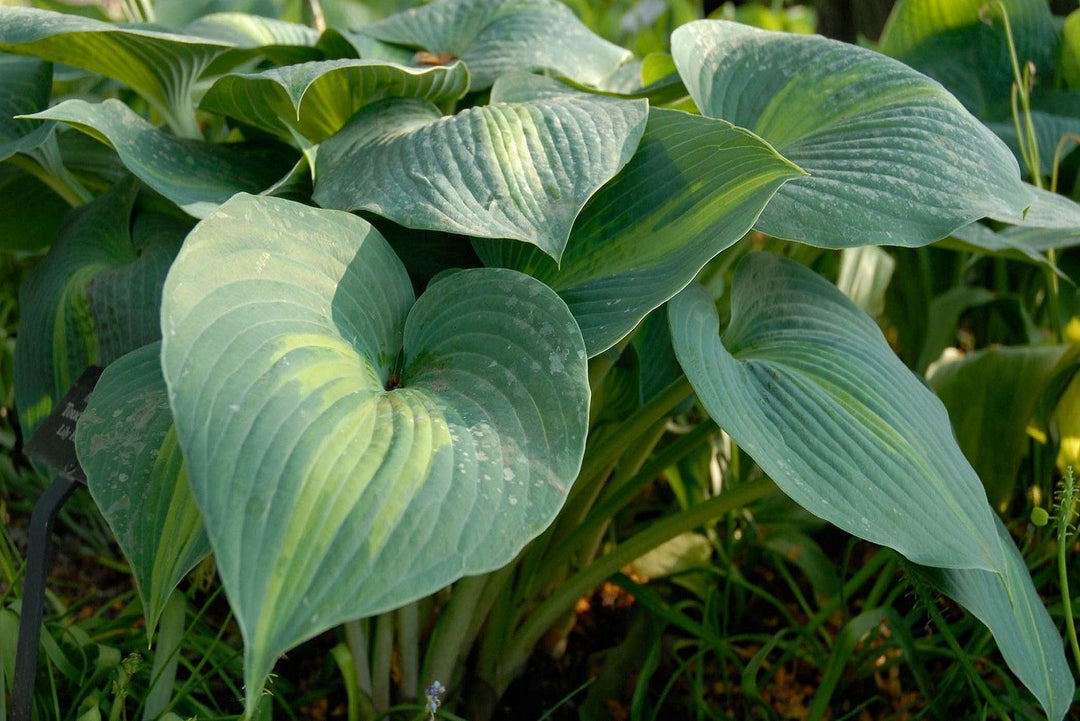 Stop Slugs from Chewing Holes in Hosta Leaves - Trendha