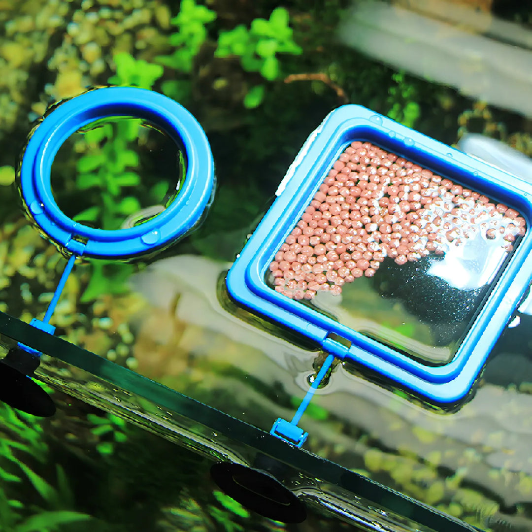 Premium Aquarium Feeding Ring