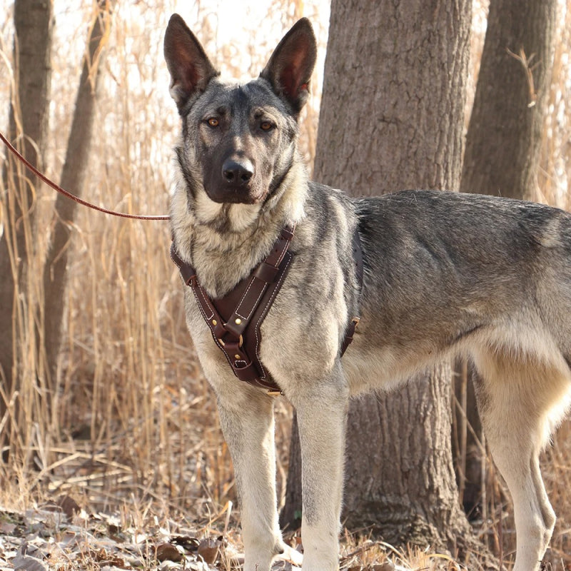 Genuine Leather Dog Harness for Large Dogs