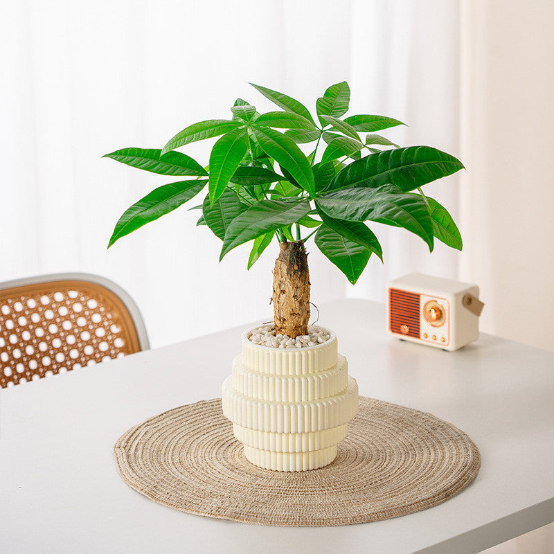 Self-Watering Hydroponic Plant Pot – Modern Office Decor