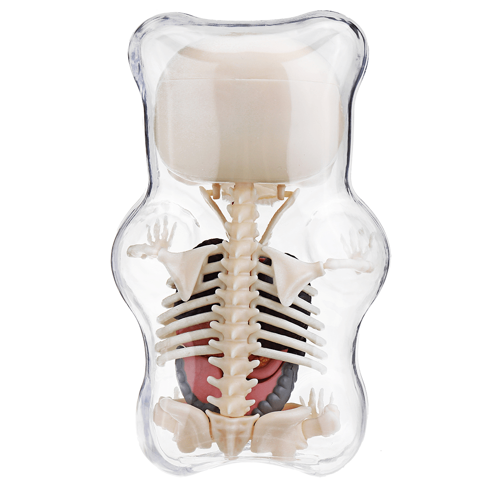 4D MASTER STEM Anatomy Model Gummi Bear Skeleton Anime Assembly Action Figure Gifts Science Animal Model - Trendha