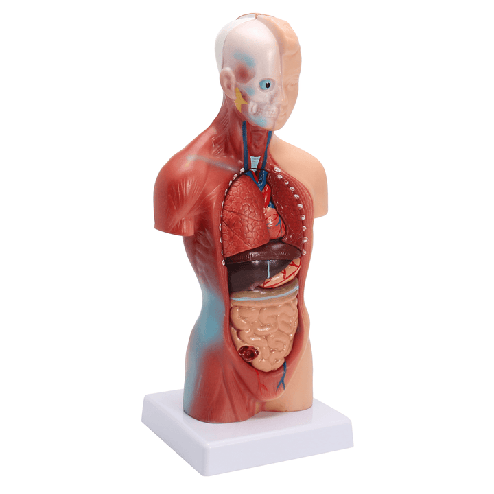 STEM Human Torso Body Anatomy Model Heart Brain Skeleton School Educational - Trendha