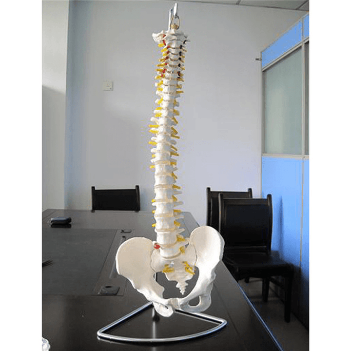 Professional Human Spine Model Flexible Medical Anatomical Spine Model - Trendha