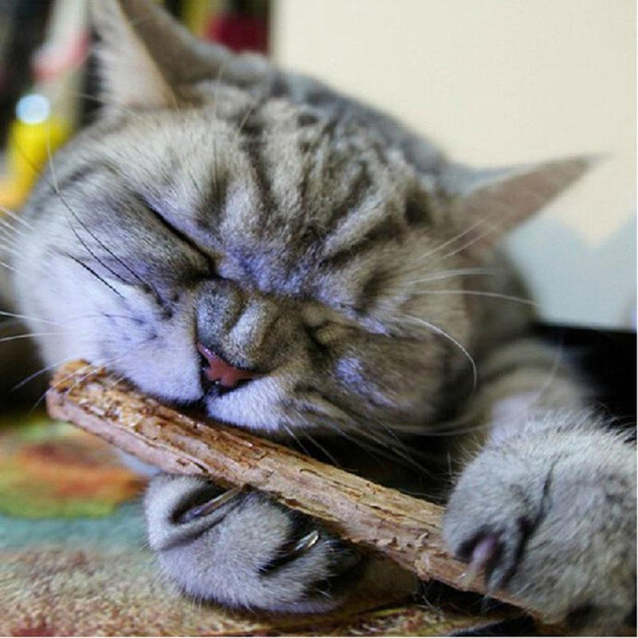 Catnip Teeth Brushing Sticks for Cat 15 / 20 Pcs Set - Trendha