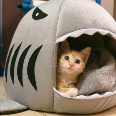 Cute Shark Shaped House - Trendha
