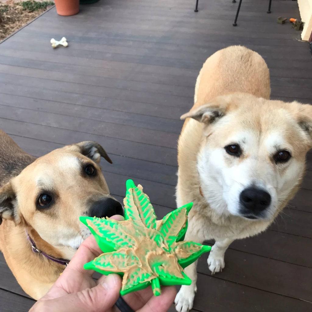 Colorado "Maple Leaf" Durable Nylon Dog Chew Toy for Aggress - Trendha